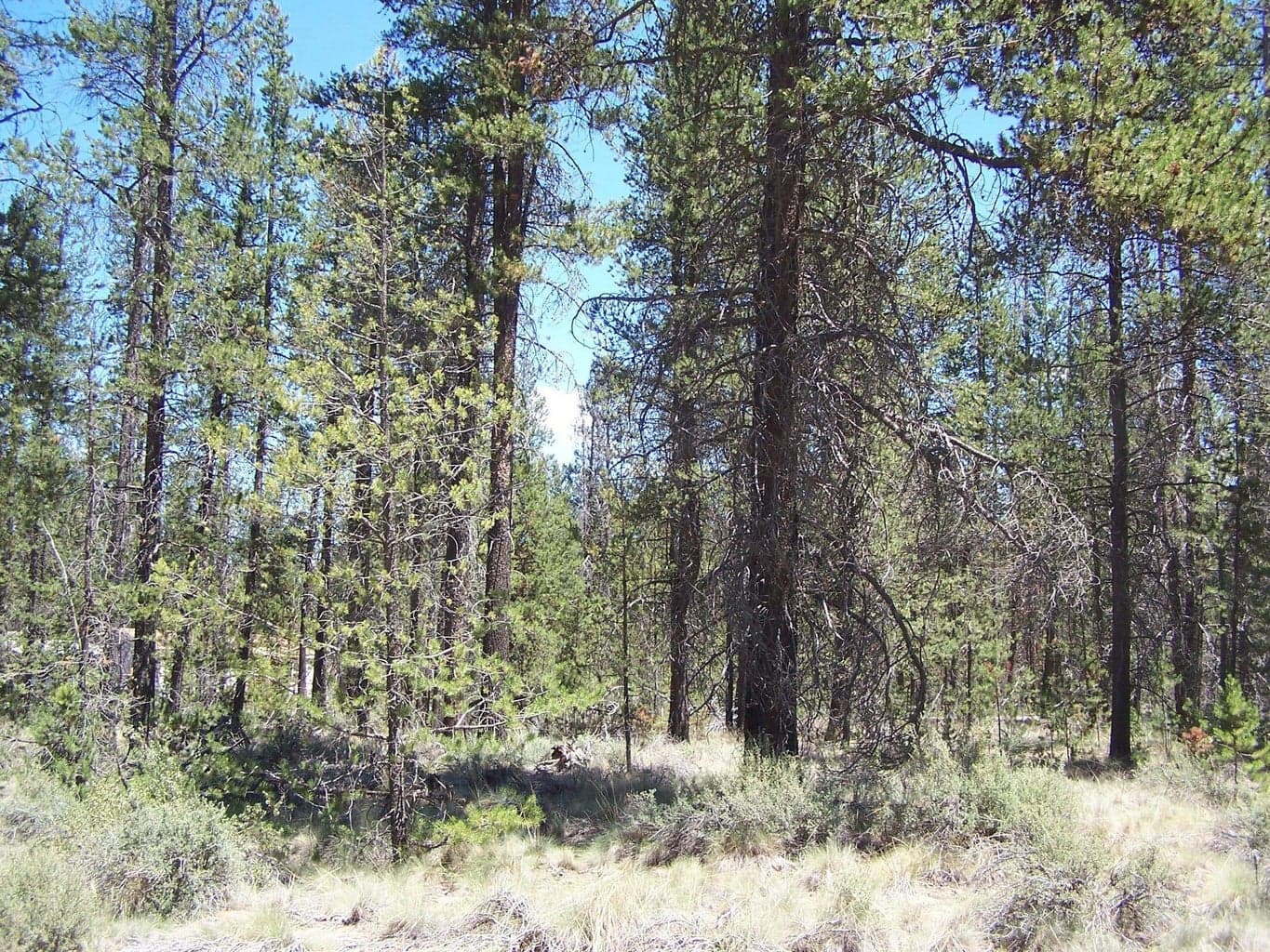Photo of Skidgel 4 of 7
