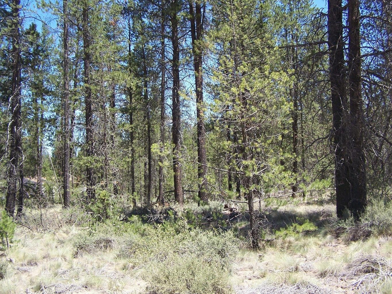 Photo of Skidgel 5 of 7