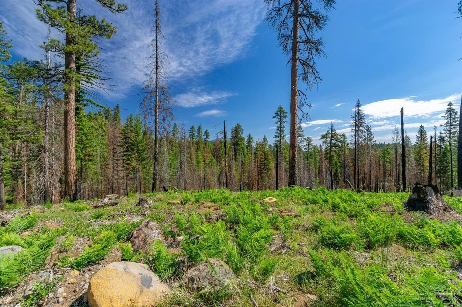 Photo of Lot-500 Forest Service 3 of 19