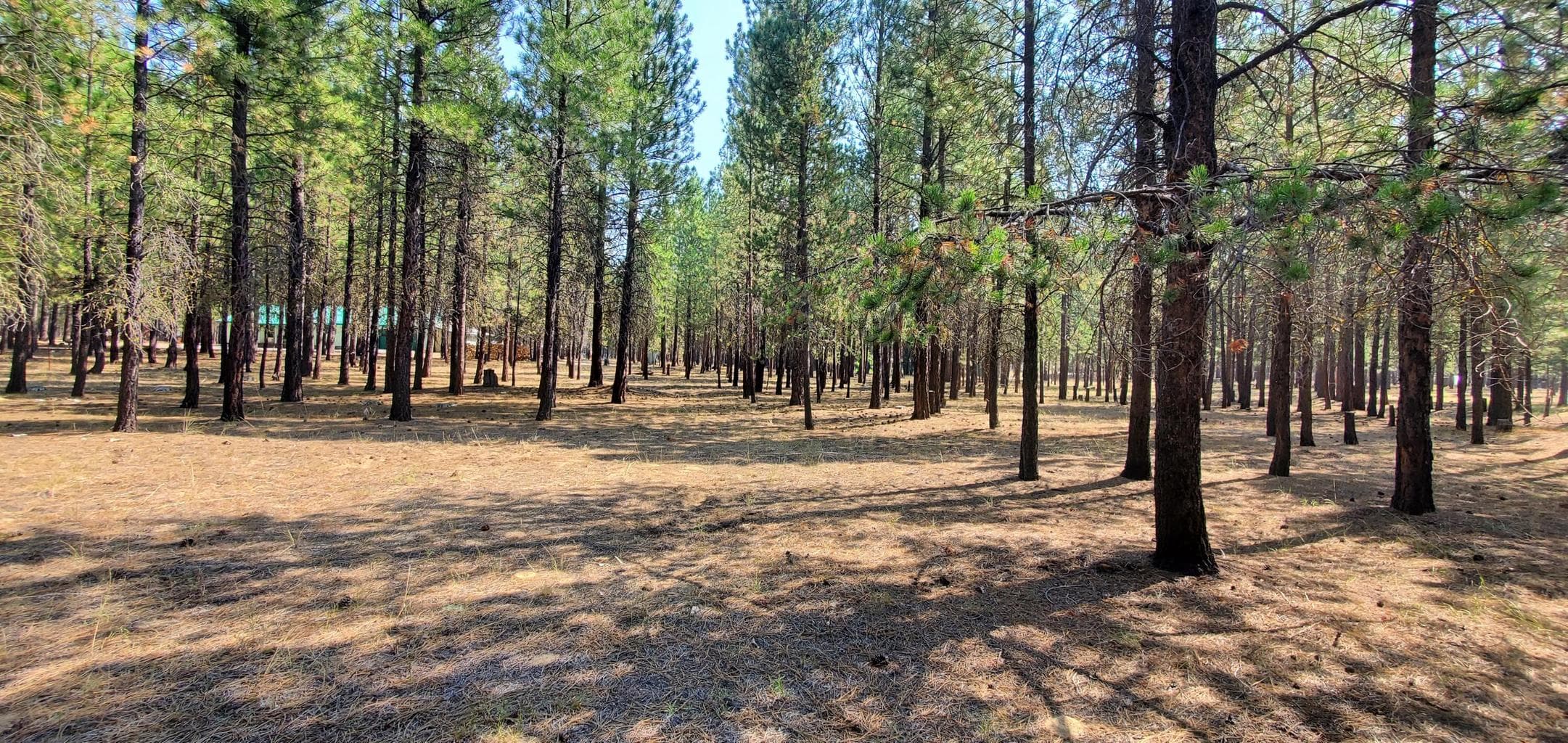 51986 Black Pine
