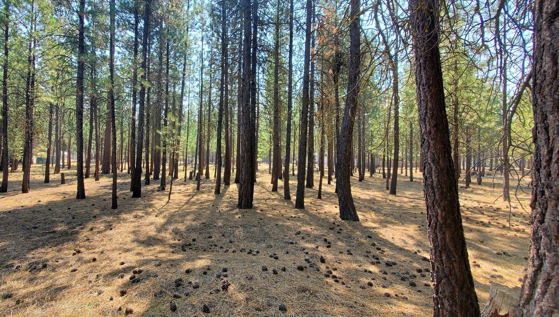Photo of 51986 Black Pine 4 of 12