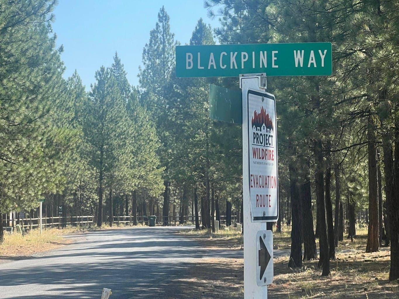 Photo of 51986 Black Pine 2 of 12
