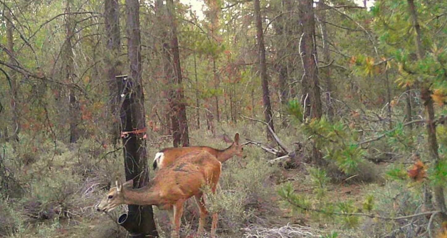 Trail Cam Wildlife Pics