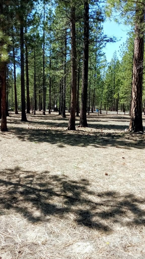 Photo of 52170 Ponderosa 4 of 11