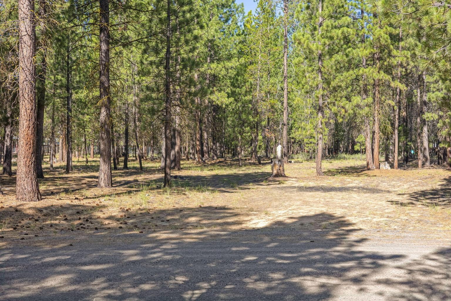Photo of 52071 Red Pine 3 of 23