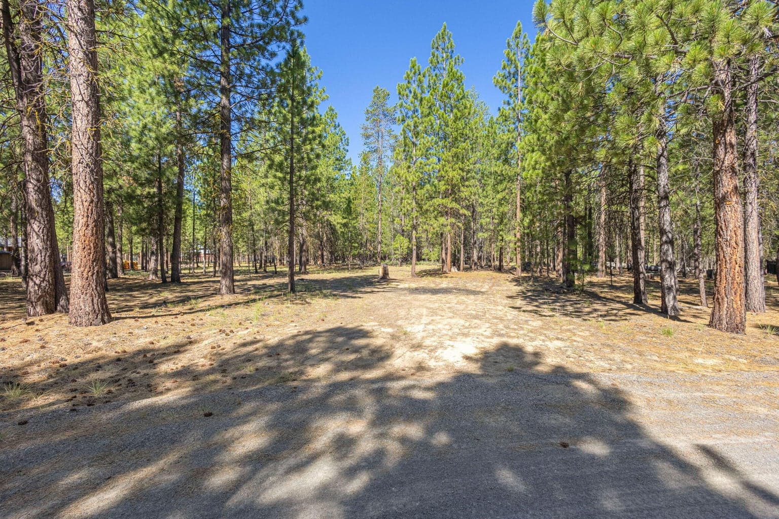 Photo of 52071 Red Pine 4 of 23