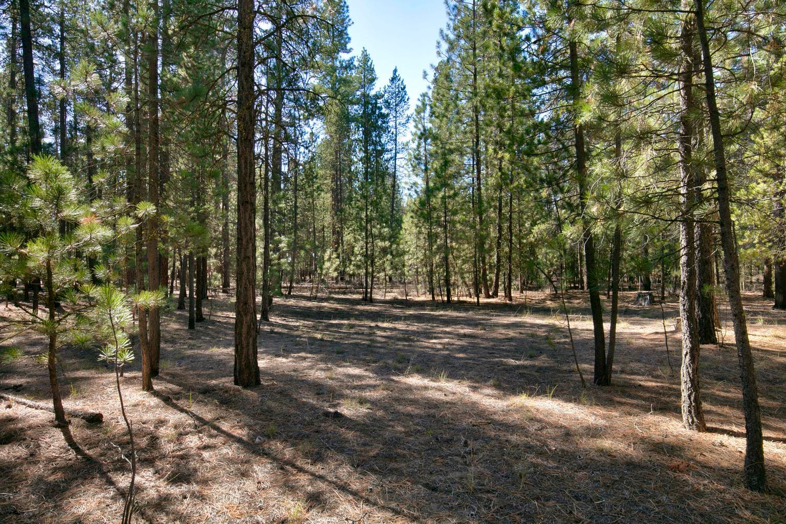 Photo of 51915 Swiss Pine 4 of 13