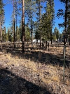 Photo of Pinewood 4 of 6