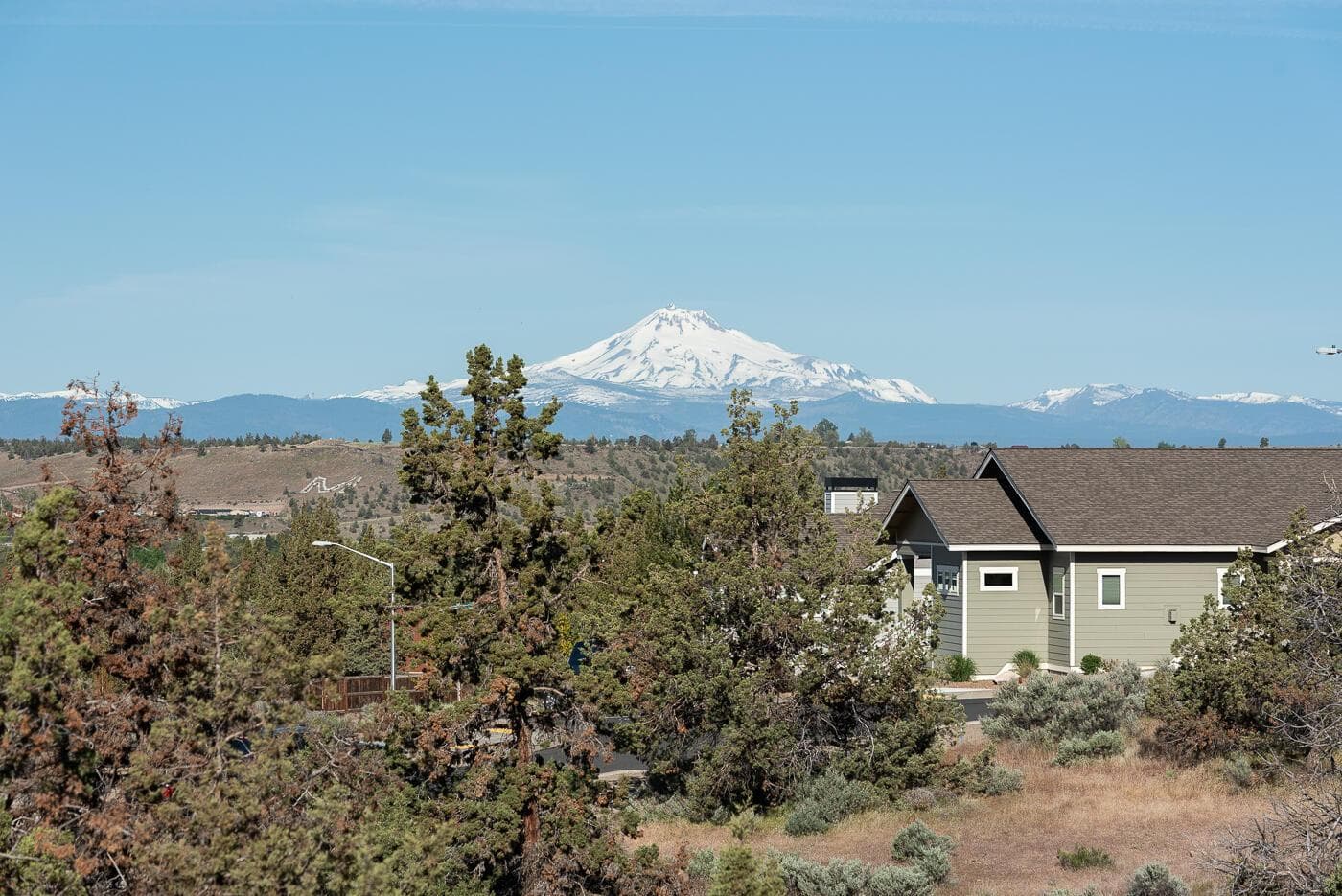 Photo of Larkspur 2 of 25