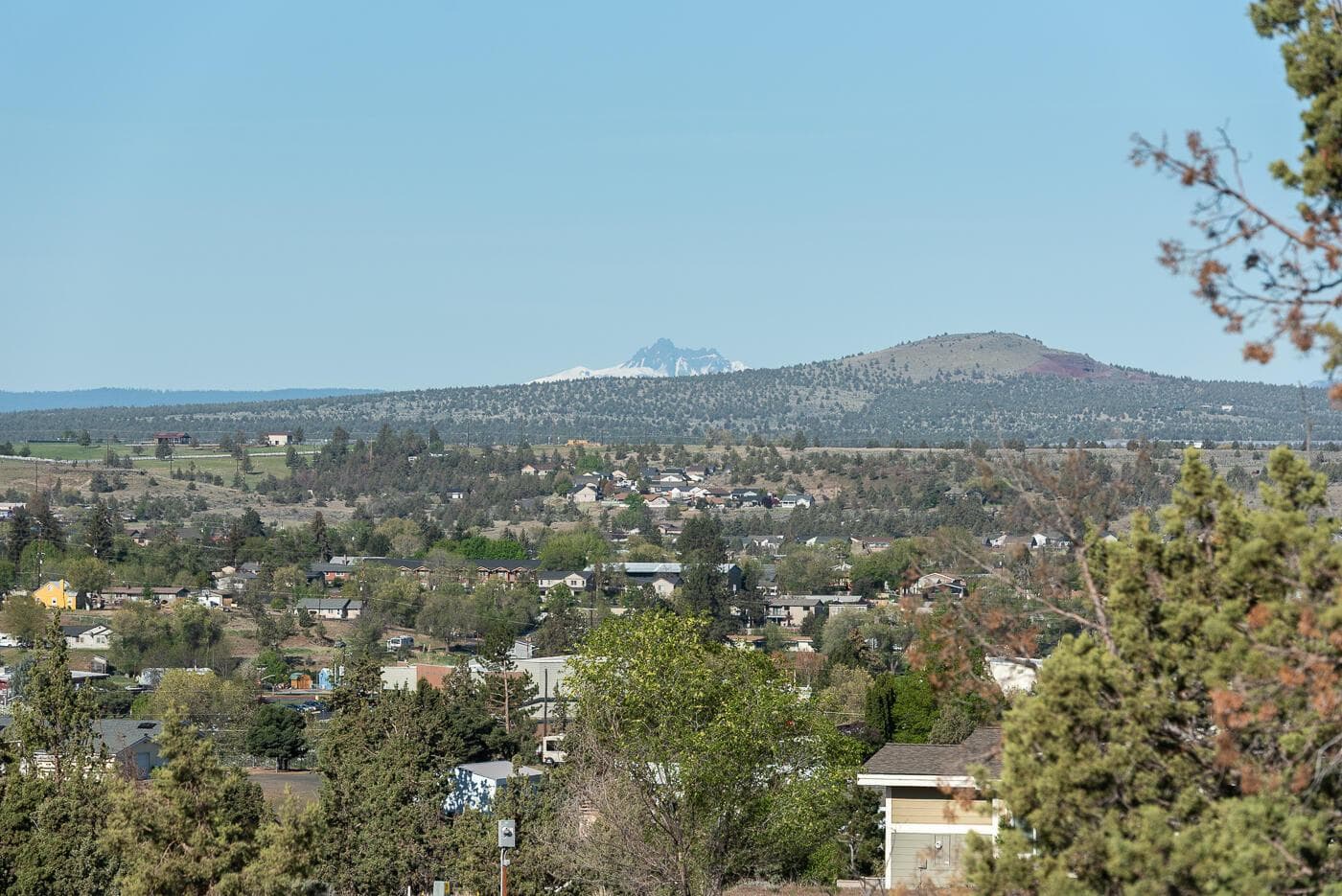 Photo of Larkspur 3 of 25