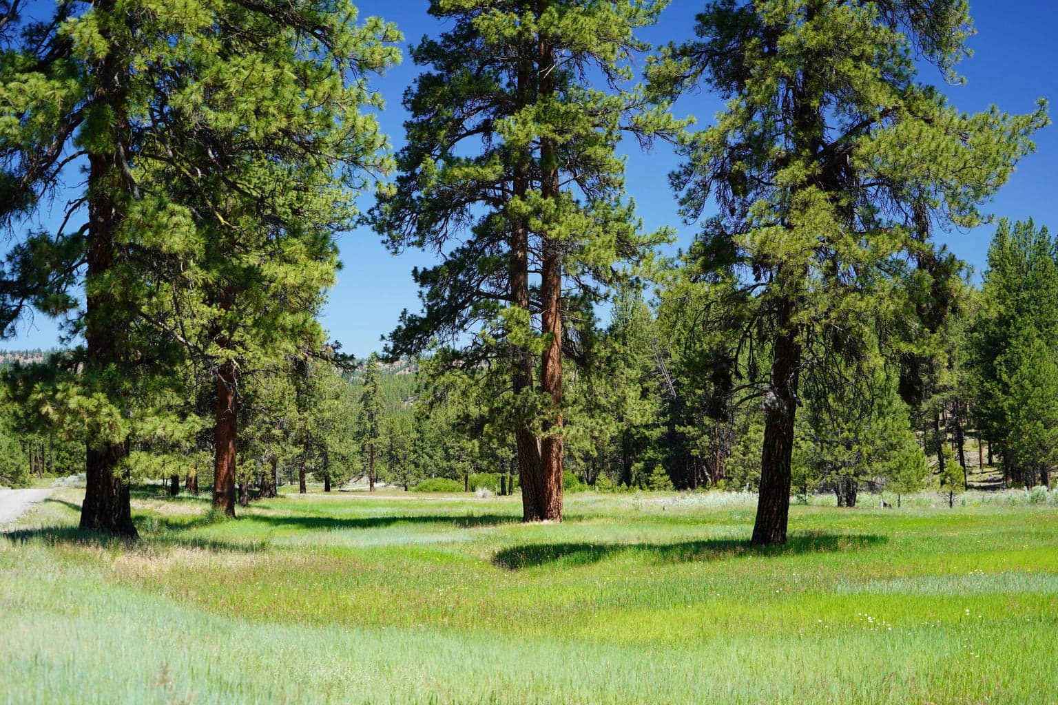Photo of 27990 Old Wolf Creek Road 3 of 56