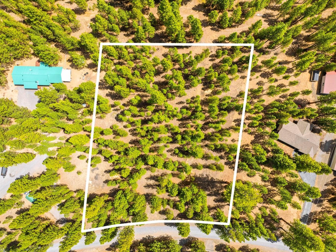 Photo of 51986 Black Pine 1 of 12
