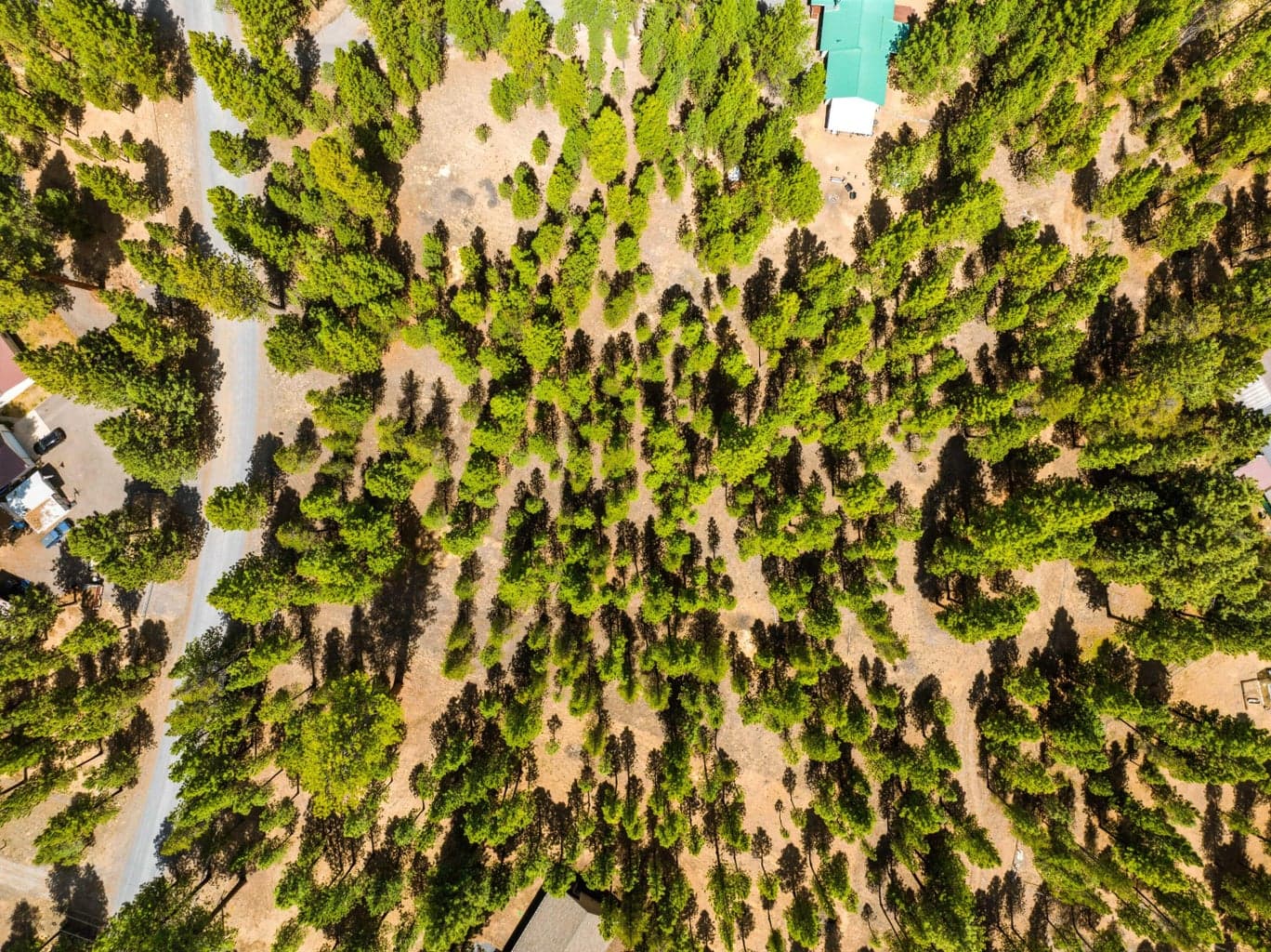 Photo of 51986 Black Pine 2 of 12