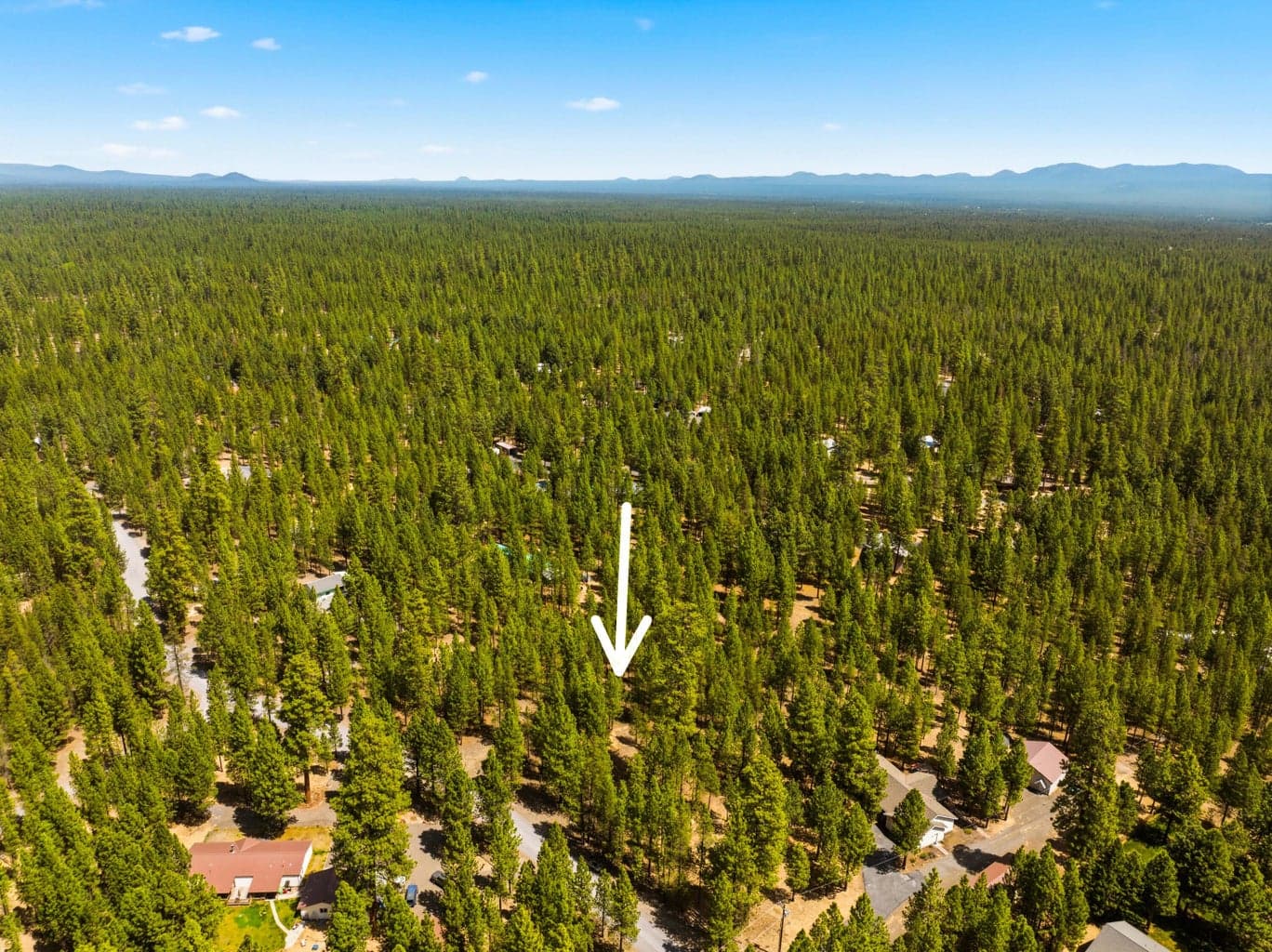 Photo of 51986 Black Pine 3 of 12