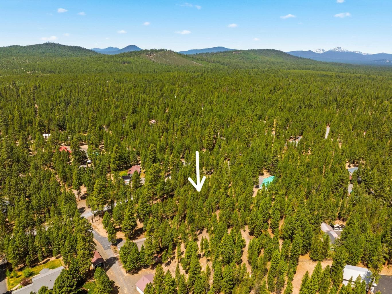 Photo of 51986 Black Pine 4 of 12