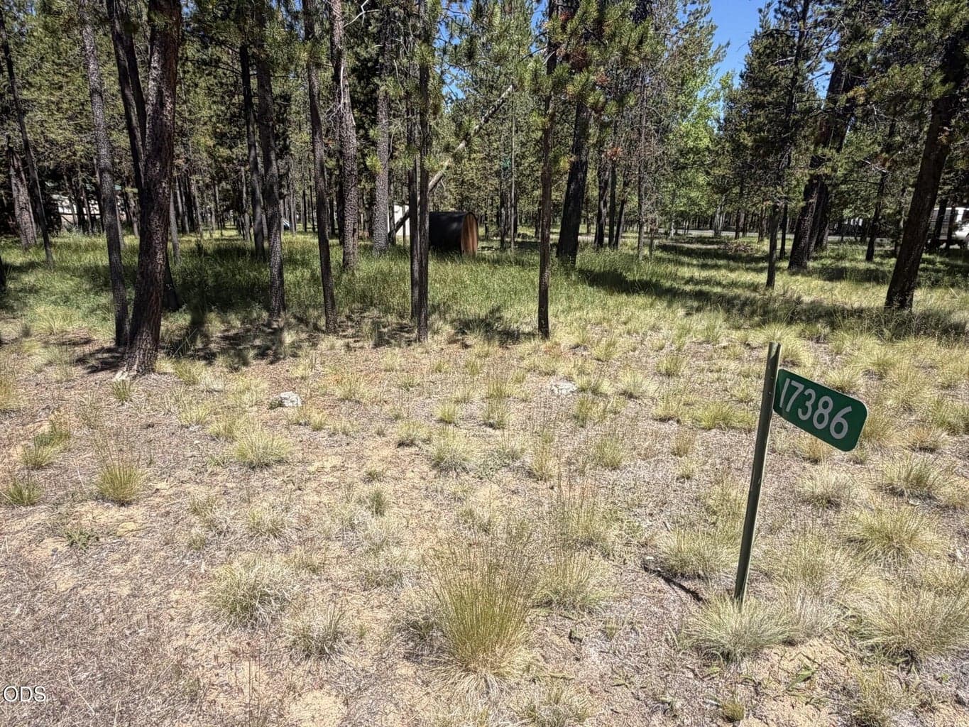 Photo of 17386 Golden Eye 2 of 13
